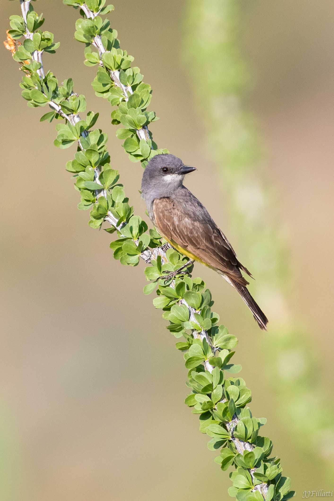 bird of arizona image 24